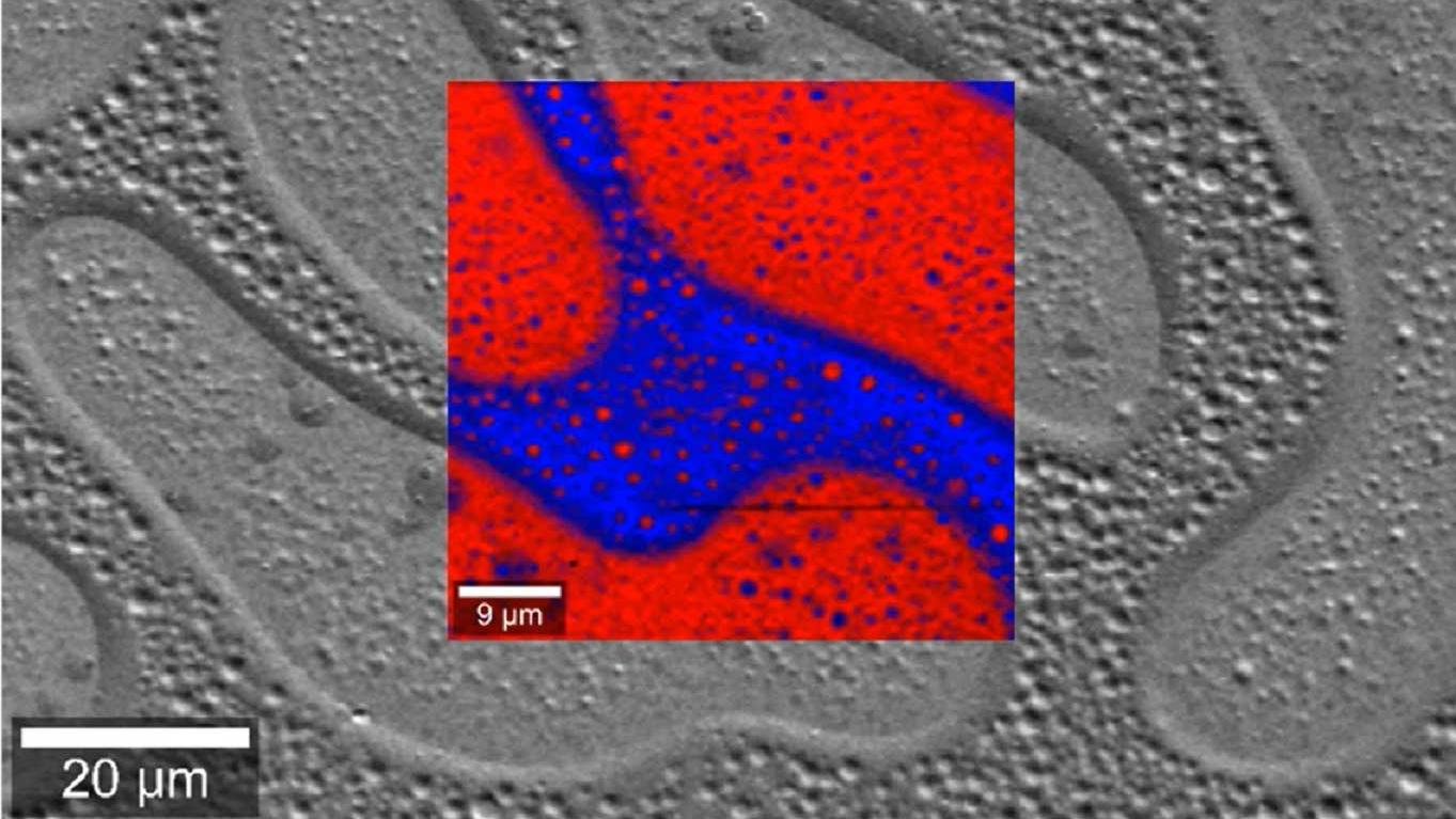 Sigma RISE Solution for Multi-modal Correlative Microscopy