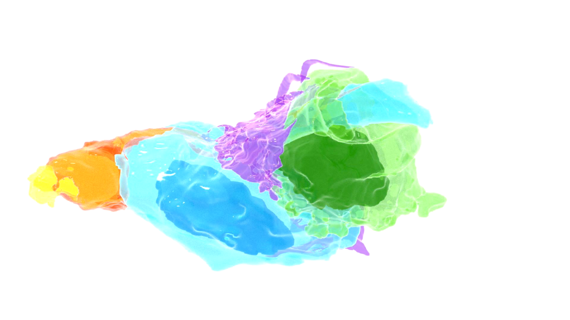 3D rendering of the cellular assembly of the tactile organs of the fruit fly Drosophila using SBF-SEM