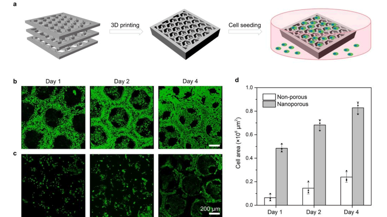 Nanoporosity Improvides Cell Culture Biocompatibility