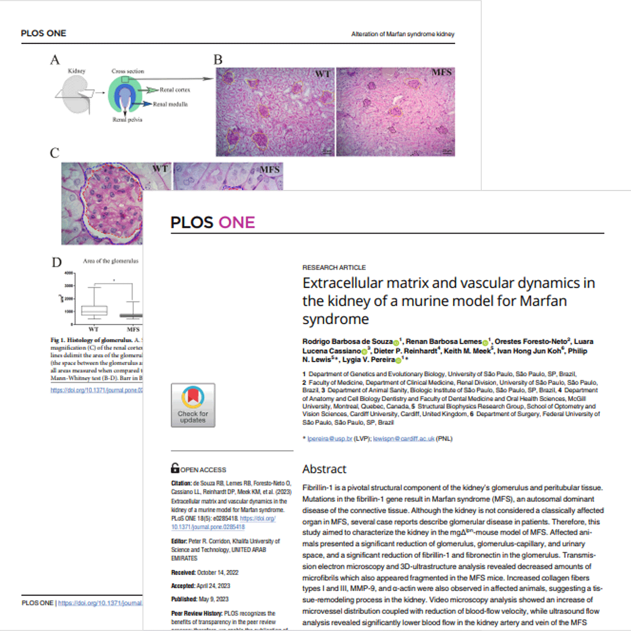 PLOS One article: Extracellular matrix and vascular dynamics in the kidney of a murine model for Marfan syndrome