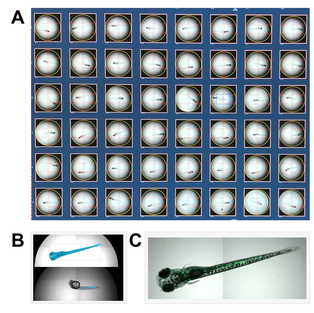Overview of the AI-enhanced automated imaging workflow for high content microscopy enabled by ZEISS arivis and ZEISS Celldiscoverer 7