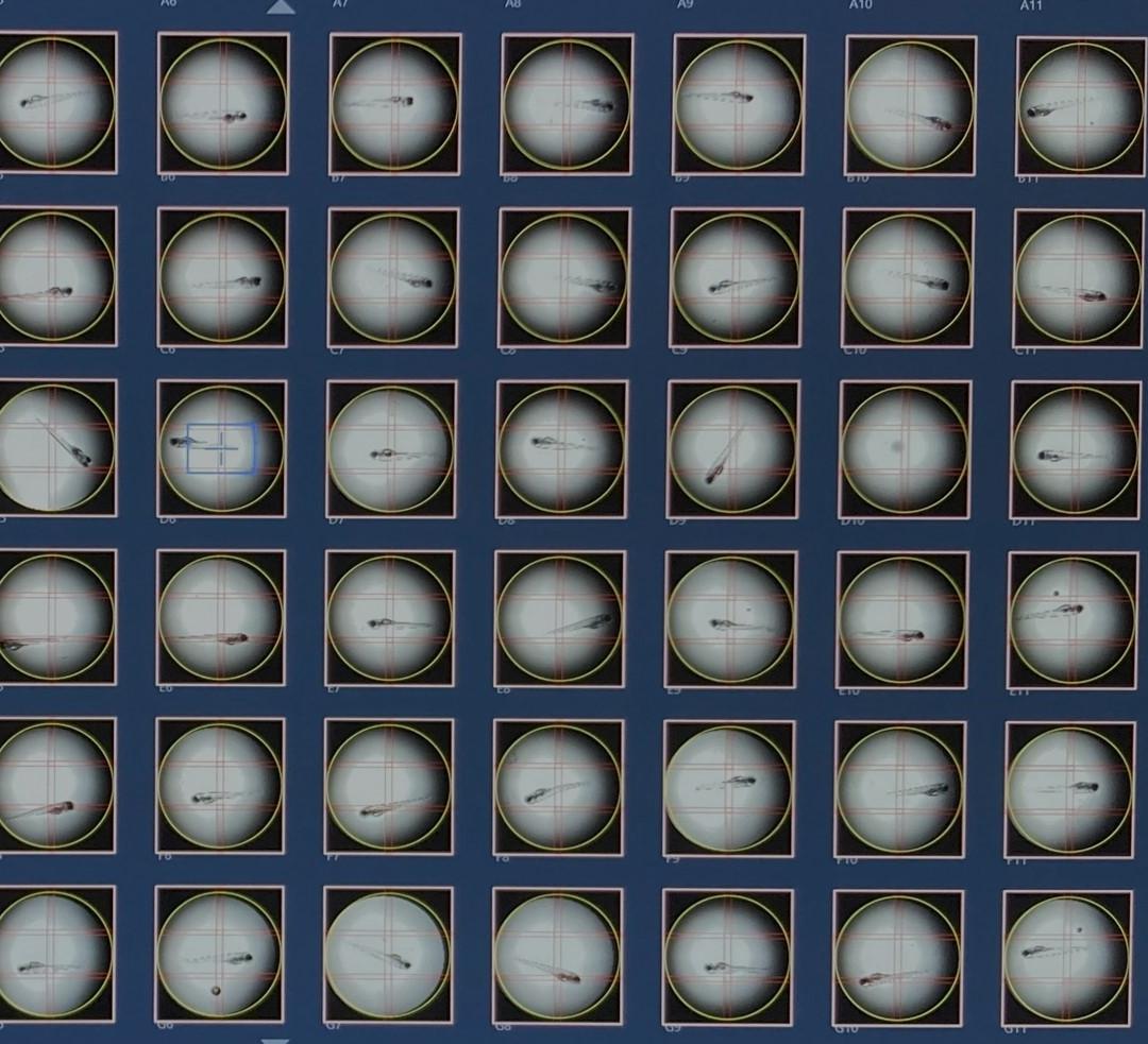 AI-Enhanced Microscopy Workflow Opens New Possibilities in