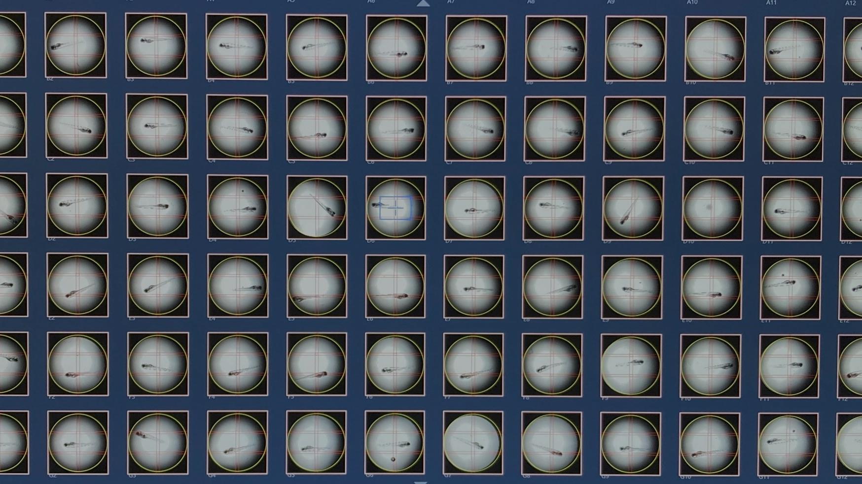 Zebrafish in 96-well plate for AI-enhanced high content microscopy