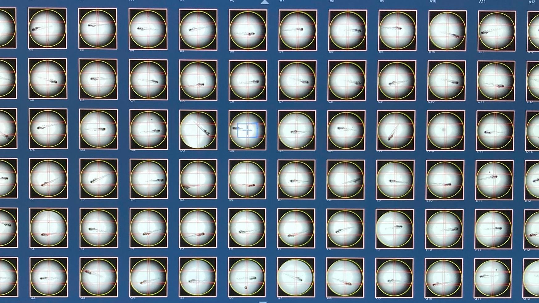 Zebrafish in 96-well plate for AI-enhanced high content microscopy