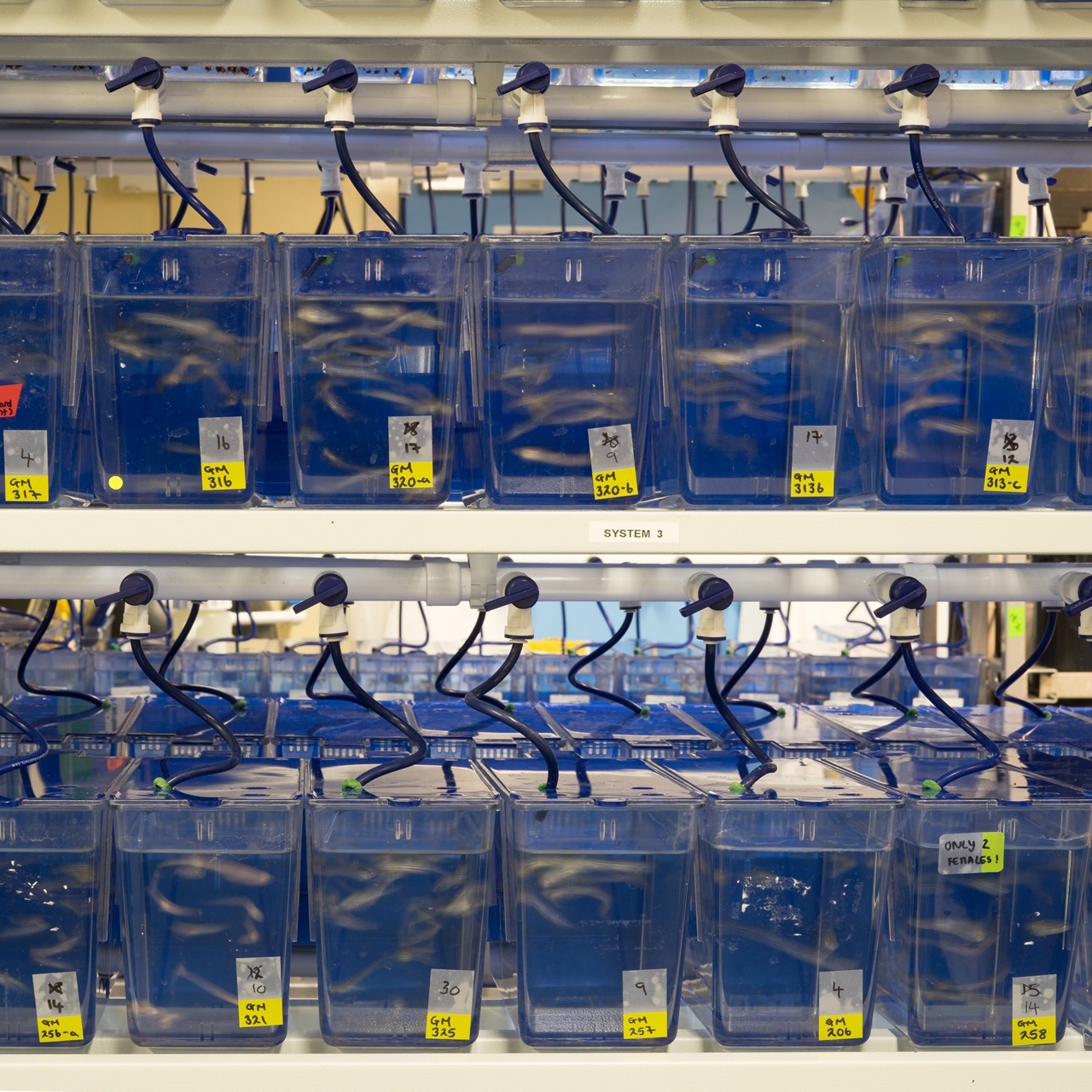 Aquariums hold zebrafish for high content, high throughput microscopy