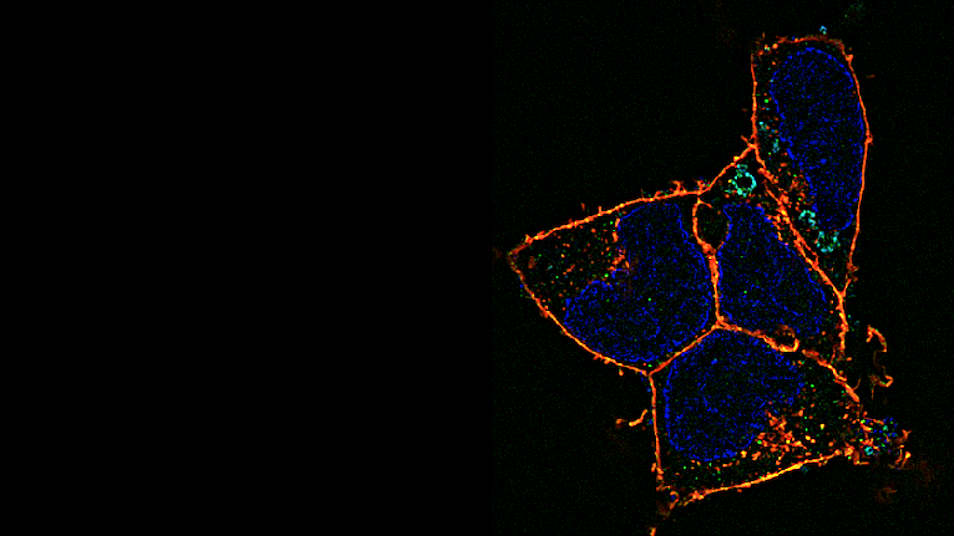 Antiviral Actions of Polyphosphates against SARS-CoV-2 Variants Visualized with Super-resolution Microscopy