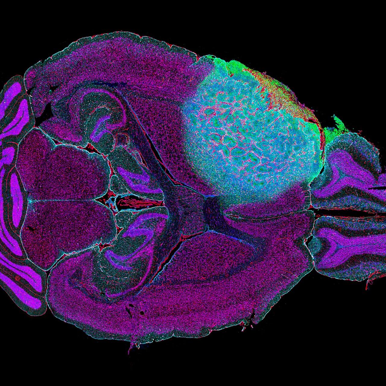 hyper-multiplex-image-mouse-
