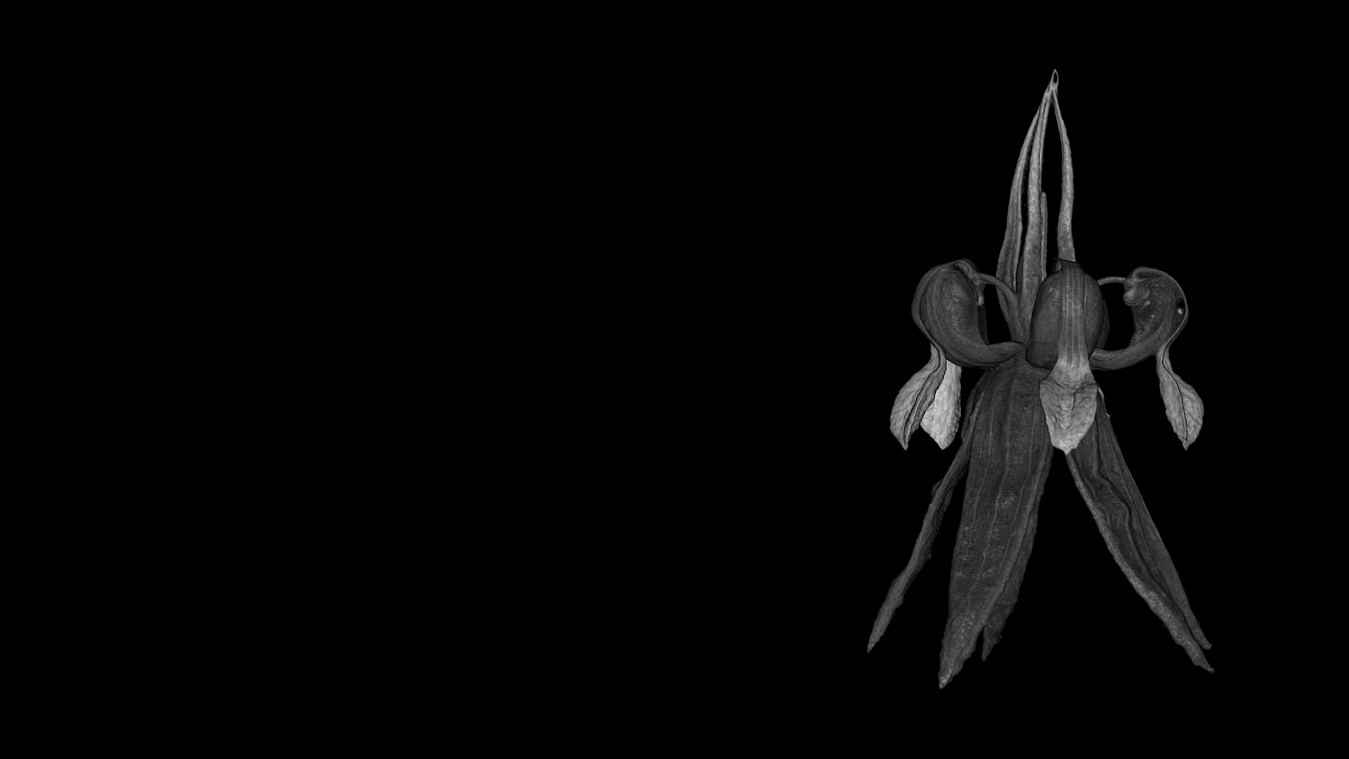 Black and white video loop of an unusual, abstractly shaped flower of a cocoa plant turning on its own axis against a dark background.