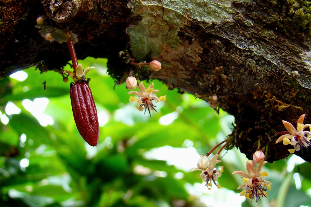 cocoa flower photos