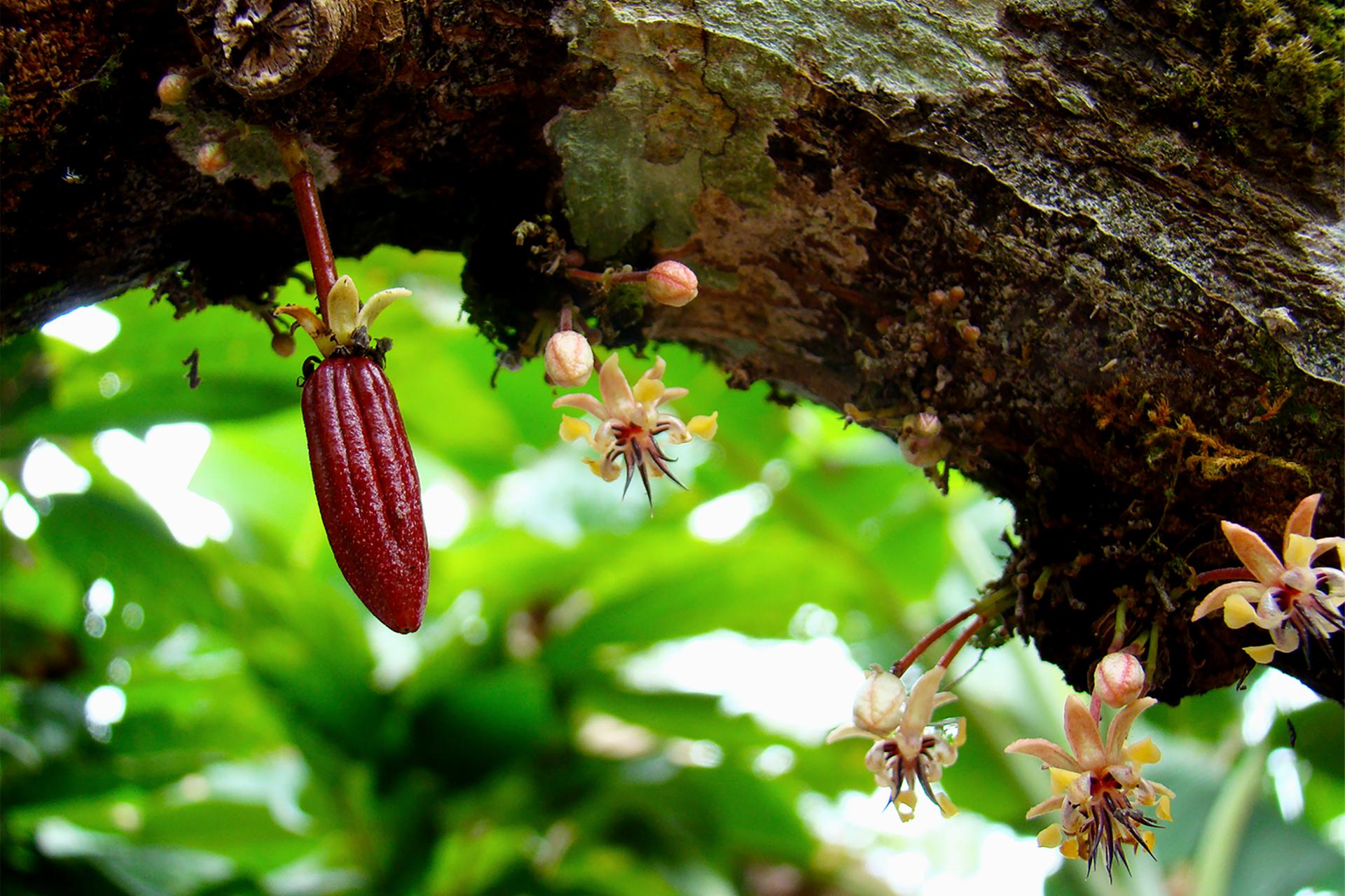 Close-up of a cacao pod growing from a tree branch, surrounded by small, delicate white and pink flowers. Lush green foliage in the blurred background.
