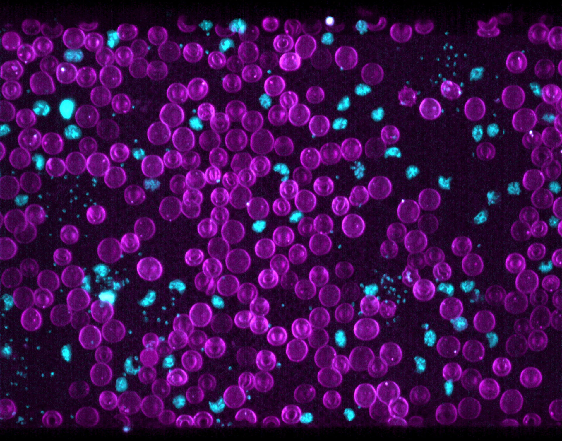 Driving New Discoveries With Lattice Light Sheet Microscopy in an