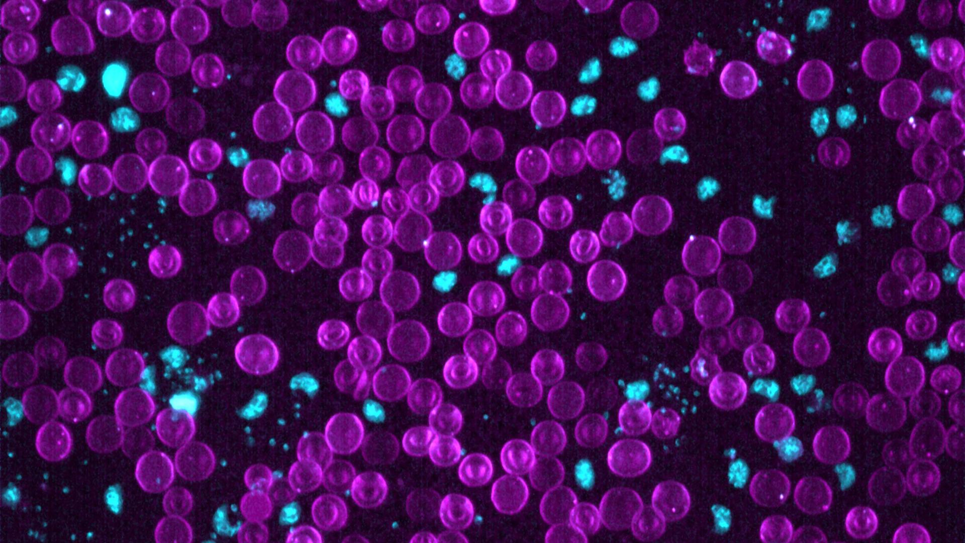 Driving New Discoveries With Lattice Light Sheet Microscopy in an Advanced Core Imaging Facility