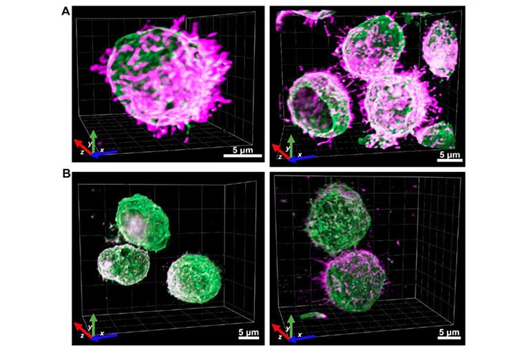 Four 3D fluorescence microscopy images show cell clusters with green and magenta-stained structures, displayed within grid backgrounds and 5 μm scale bars.