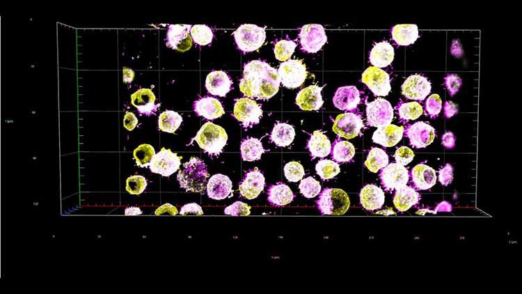 A 3D microscopic image showing clusters of spherical cells highlighted in yellow and pink on a black background with grid lines.