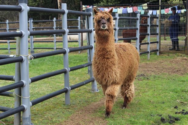 The alpaca Buddha who has created numerous nanobodies to the SARS-CoV-2 virus.