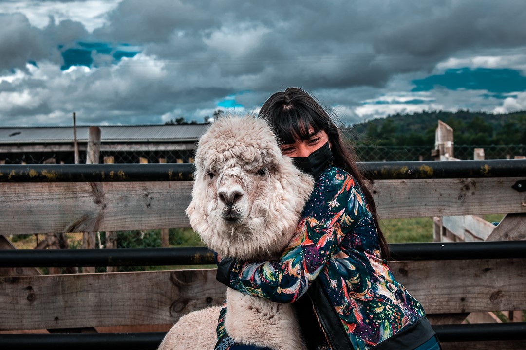 Ms. Gabriela Narváez from the Genetics Department with Paolo the alpaca.