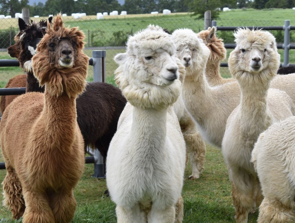 From the left: Buddha, the alpaca who generated nanobodies to SARS-CoV-2, along with the alpacas Dario, Sergio, and Alex. Dario has been successful in creating nanobodies to the Ebola virus.