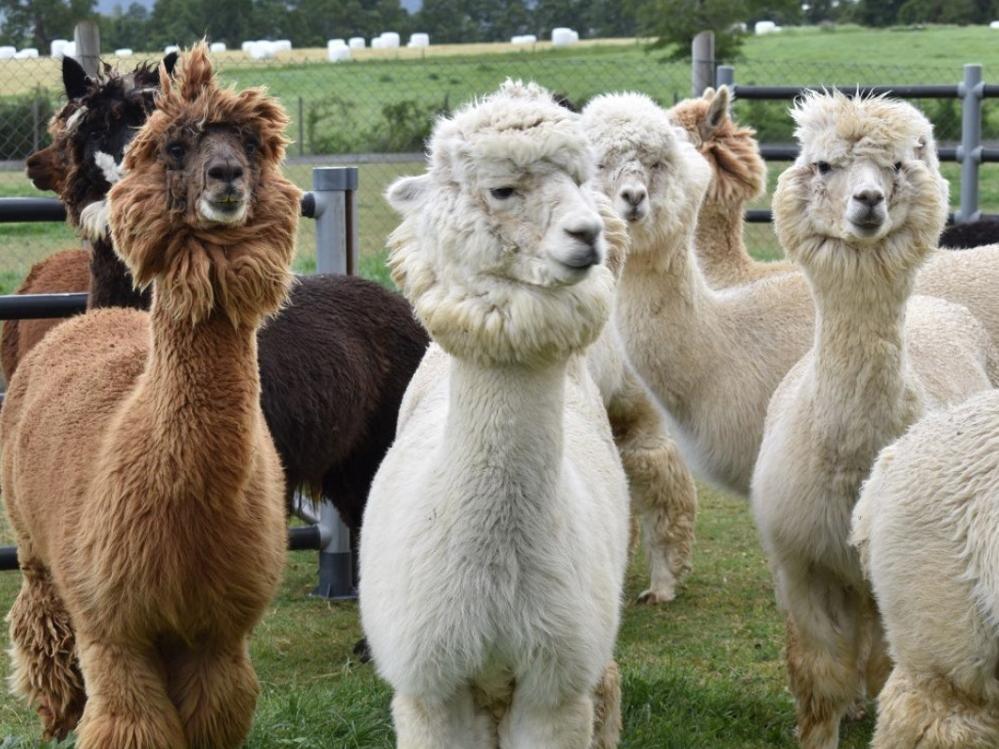 From the left: Buddha, the alpaca who generated nanobodies to SARS-CoV-2, along with the alpacas Dario, Sergio, and Alex. Dario has been successful in creating nanobodies to the Ebola virus.