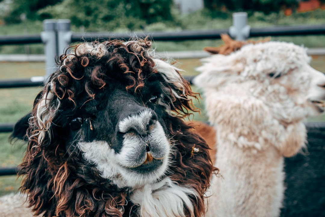 The alpaca Danny is part of a collaborative grant with the Max Planck Institute, Munich, Germany.