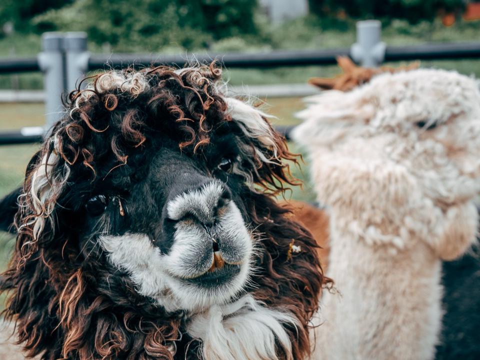 The alpaca Danny is part of a collaborative grant with the Max Planck Institute, Munich, Germany.