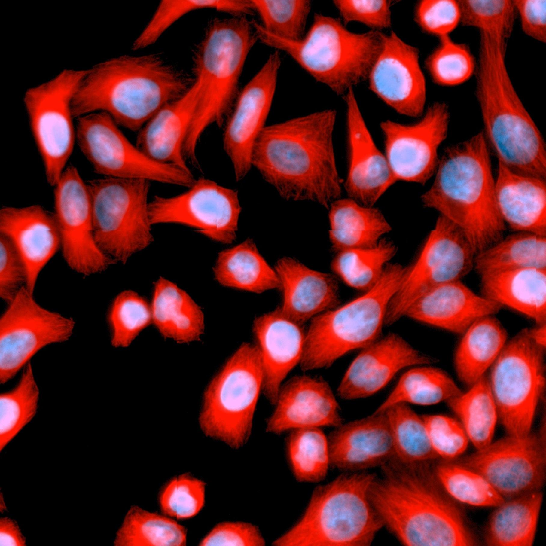 Control HeLa cells stained with DAPI (blue) and anti-tubulin antibody (red) and imaged with ZEISS Celldiscoverer 7.