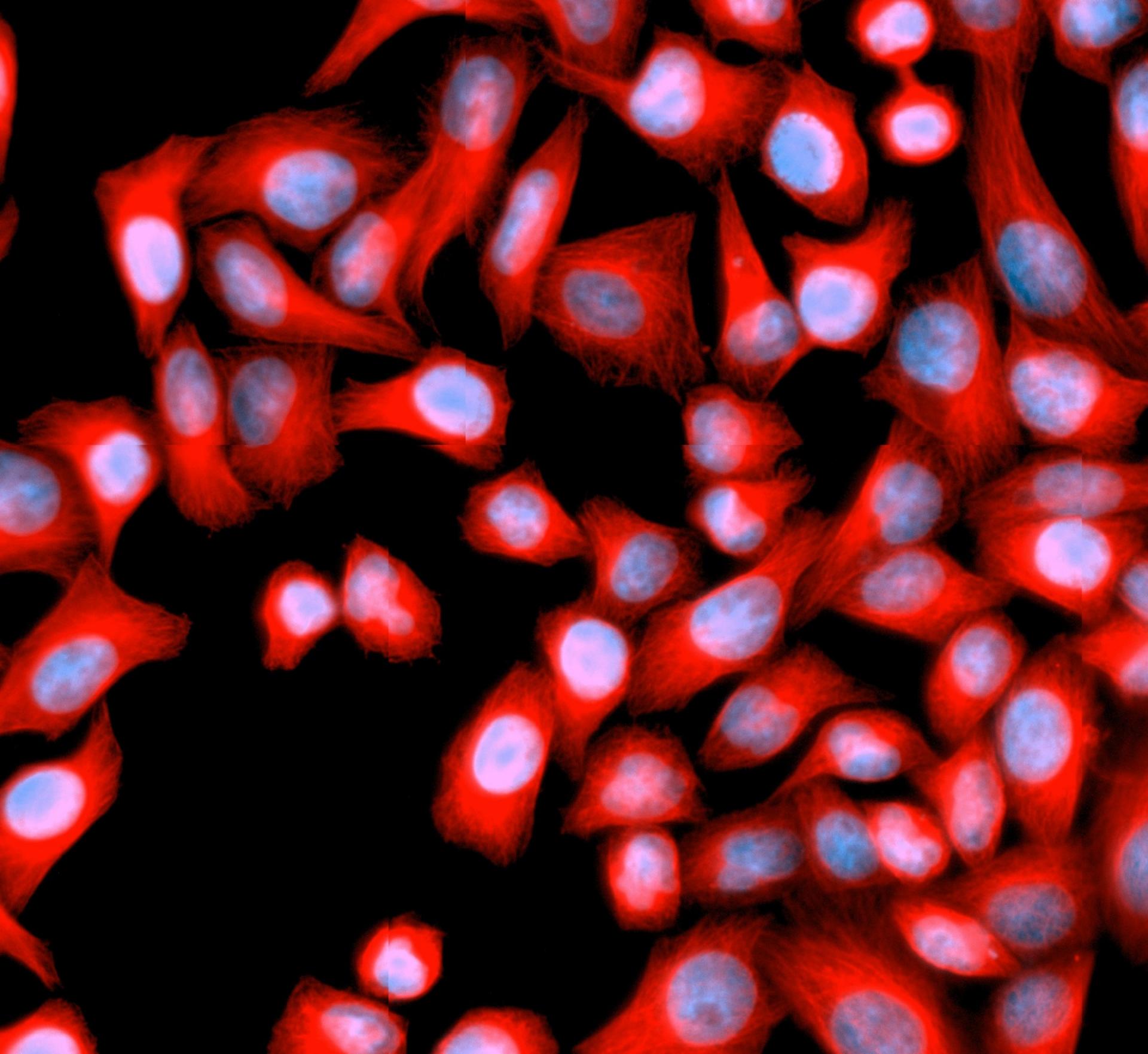 Control HeLa cells stained with DAPI (blue) and anti-tubulin antibody (red) and imaged with ZEISS Celldiscoverer 7.