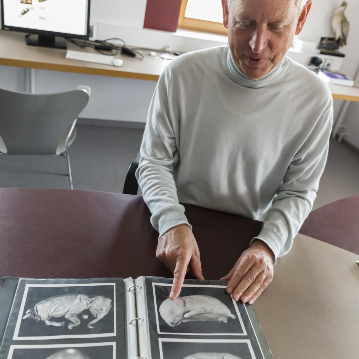 Prof. Fischer is showing CT scans of the elephant embryos