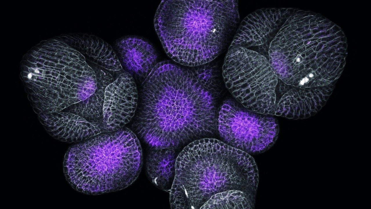 LSM 780 | Inflorescence of Arabidopsis thaliana