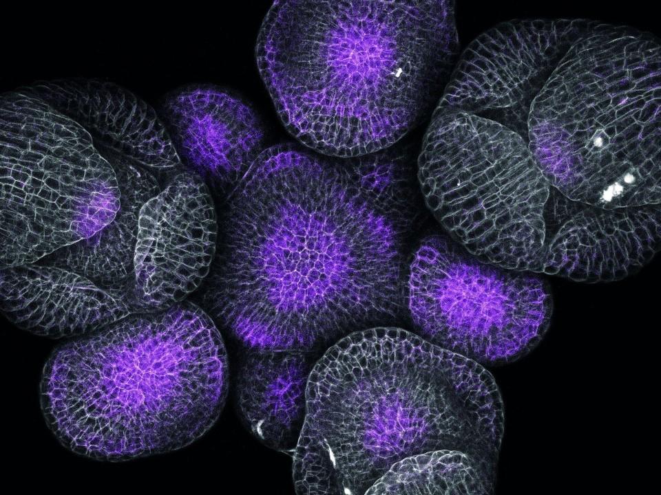 LSM 780 | Inflorescence of Arabidopsis thaliana