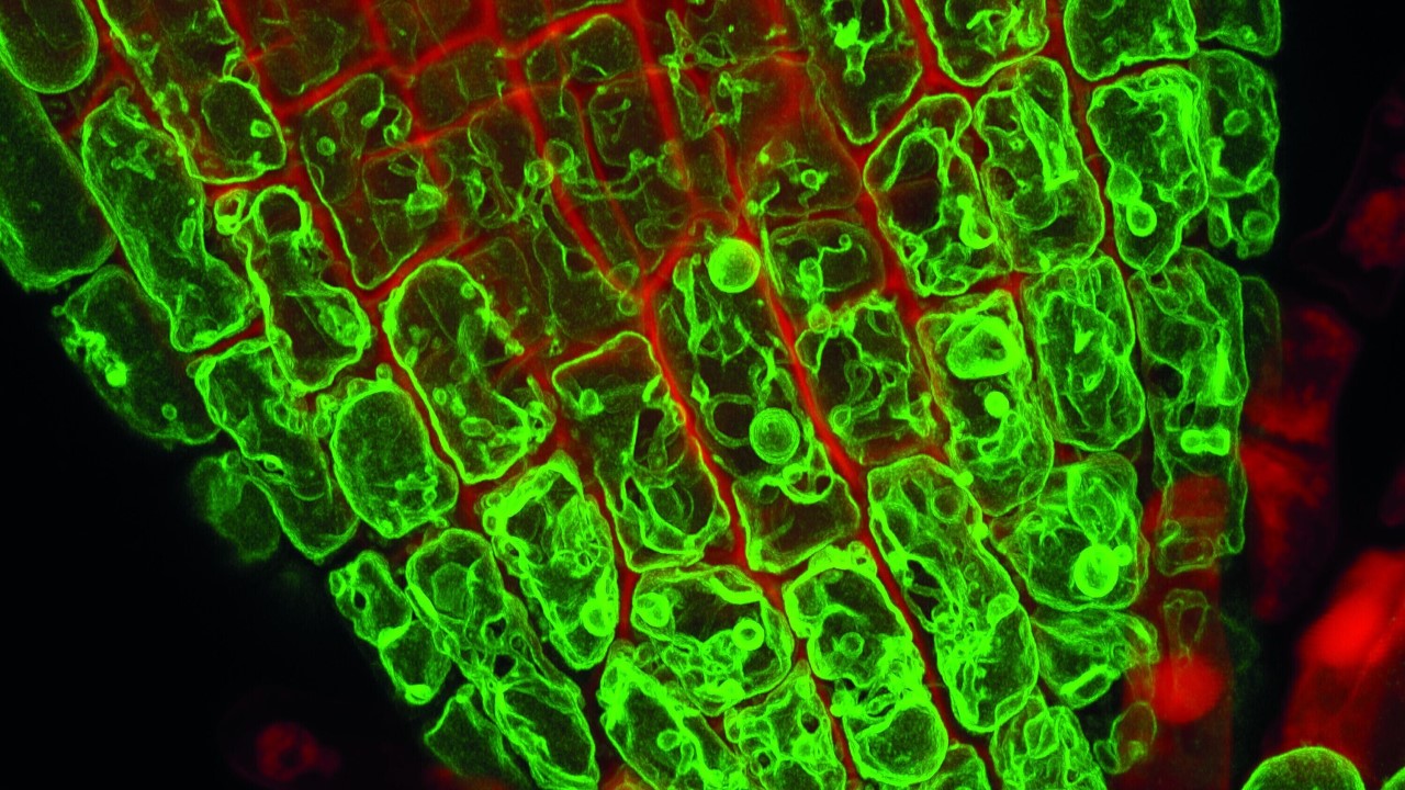 ZEISS LSM 88O with Airyscan | Arabidopsis thaliana