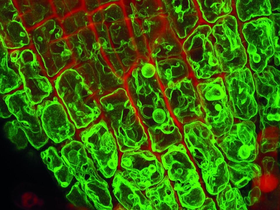 ZEISS LSM 88O with Airyscan | Arabidopsis thaliana