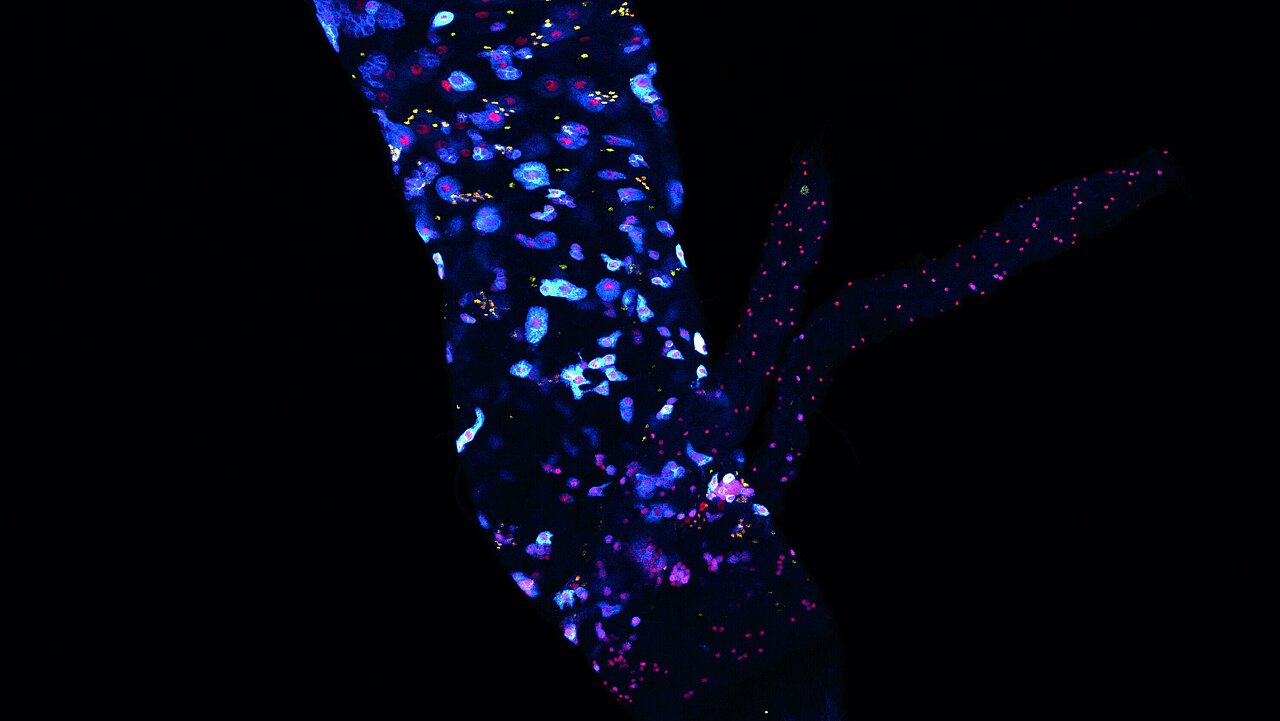 ZEISS LSM 880 | Drosophila melanogaster