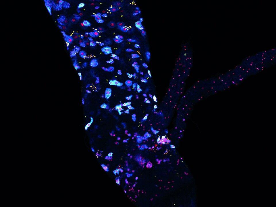 ZEISS LSM 880 | Drosophila melanogaster