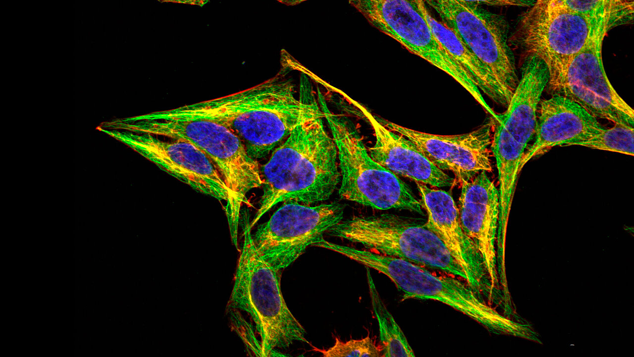 ZEISS LSM 780 | HEp-2 with cytoskeleton staining