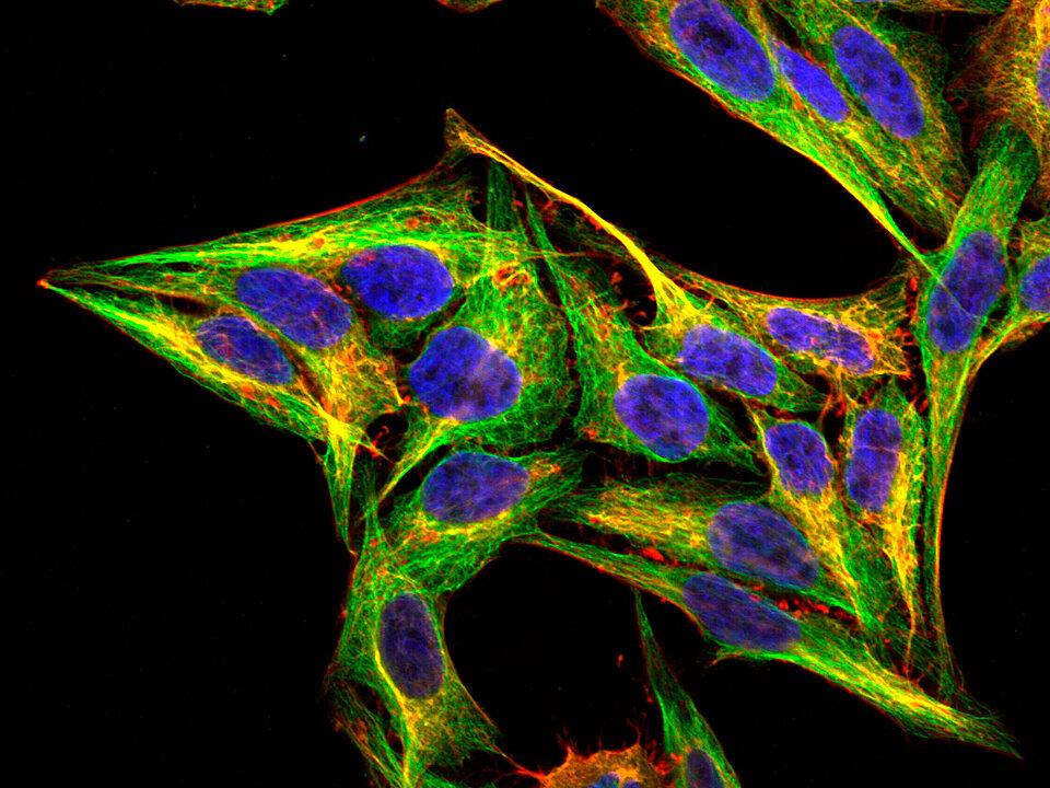ZEISS LSM 780 | HEp-2 with cytoskeleton staining