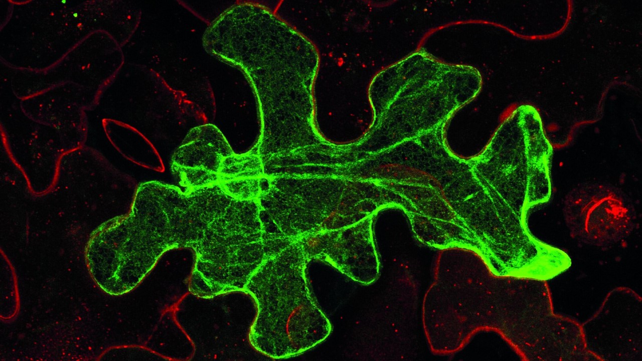 ZEISS LSM 880 | Leaf epidermis cells of tobacco 