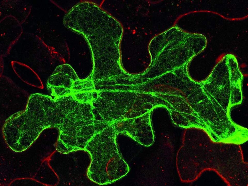 ZEISS LSM 880 | Leaf epidermis cells of tobacco 