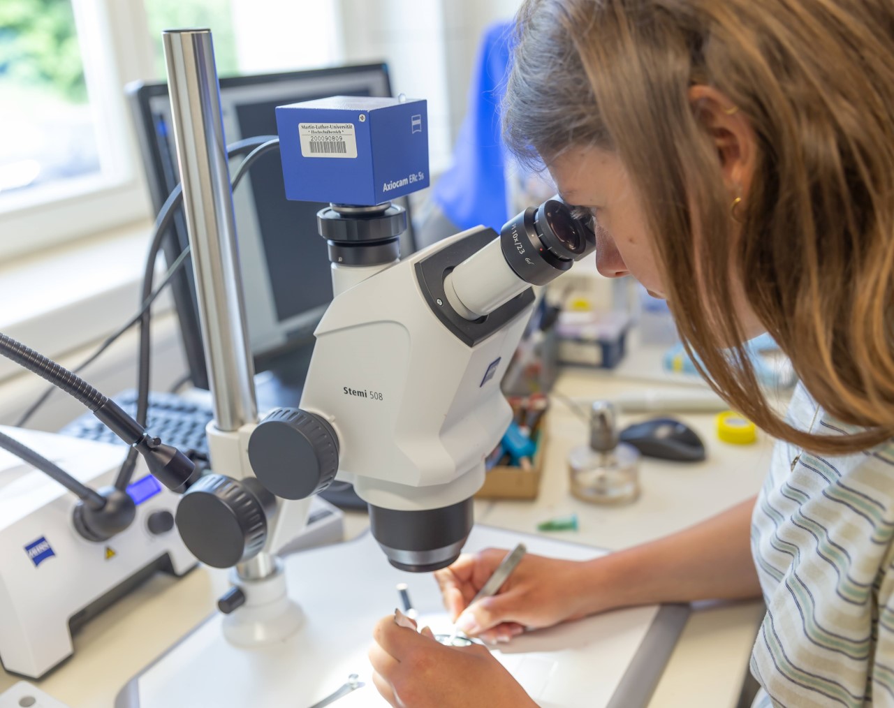 Improving Breeding Methods with Light Microscopy, Eternal Rye, Martin-Luther-University Halle-Wittenberg, Germany