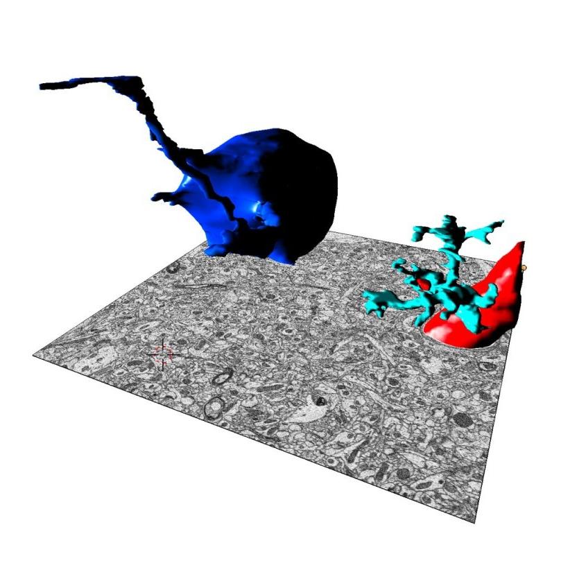 Mouse hippocampus imaged with ZEISS Volutome | University of Turin