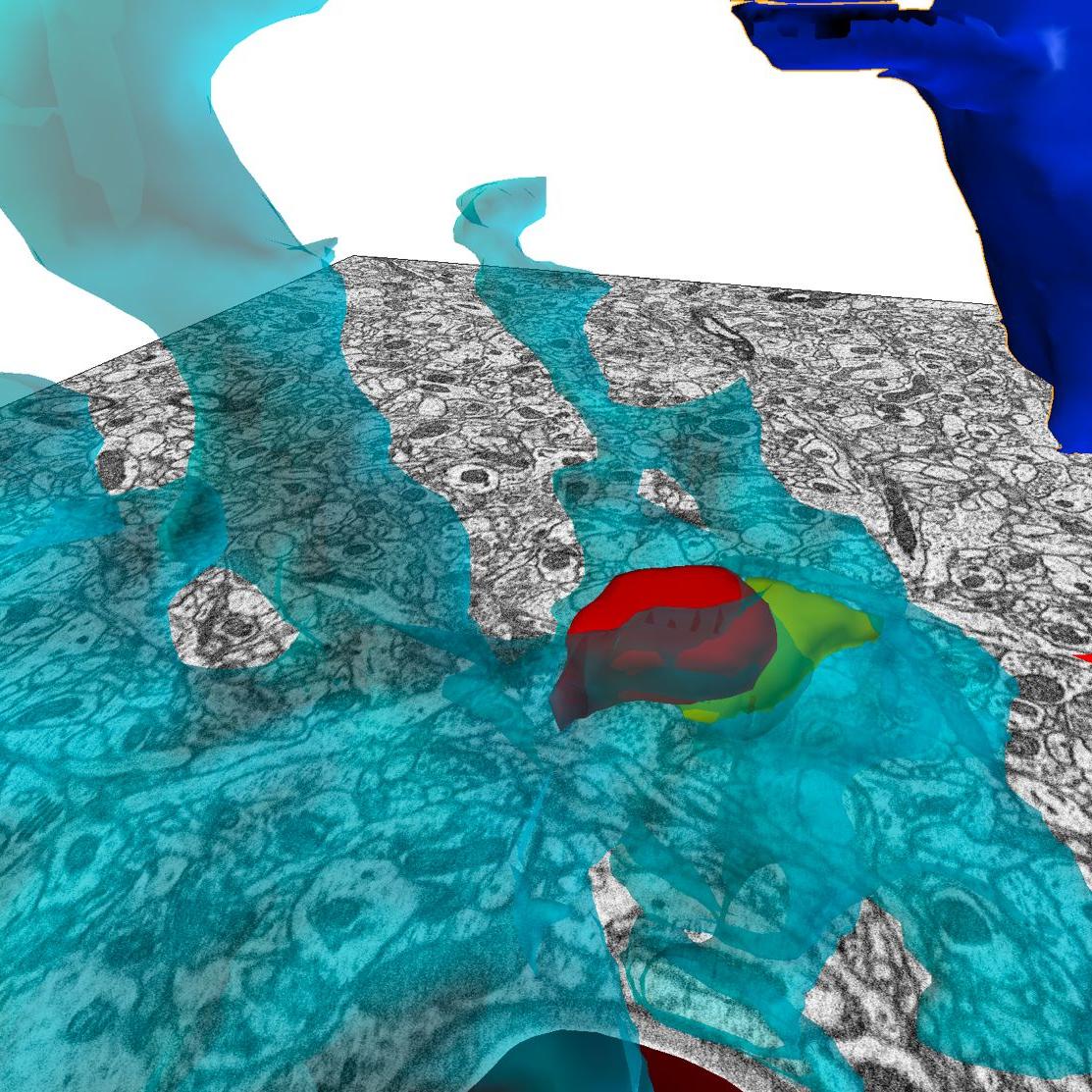 Mouse tripartite synapse imaged with ZEISS Volutume | University of Turin