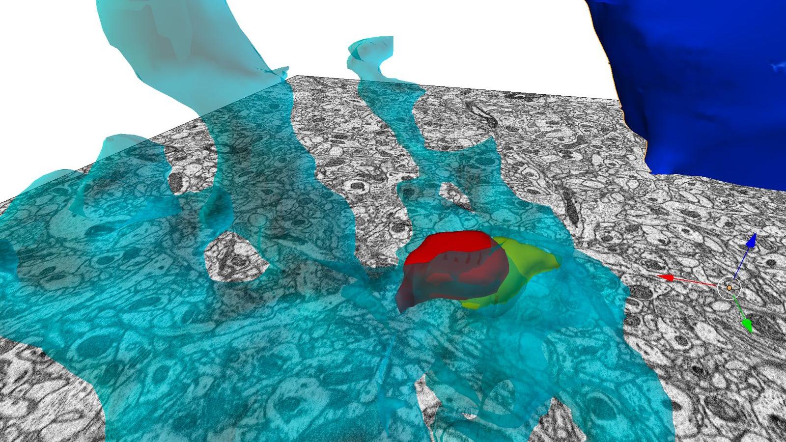 Mouse tripartite synapse imaged with ZEISS Volutume | University of Turin