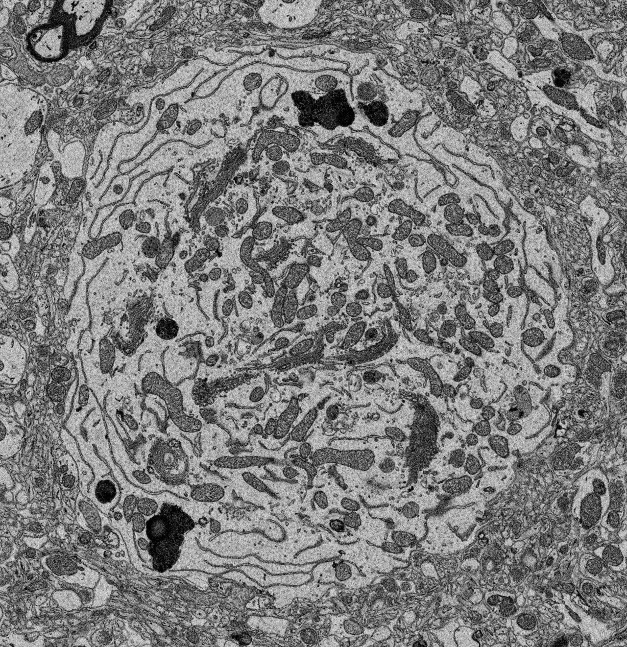 Mouse cortex imaged with ZEISS Volutome | University of Turin