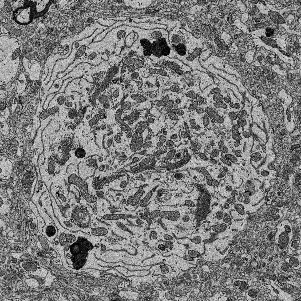 Mouse cortex imaged with ZEISS Volutome | University of Turin