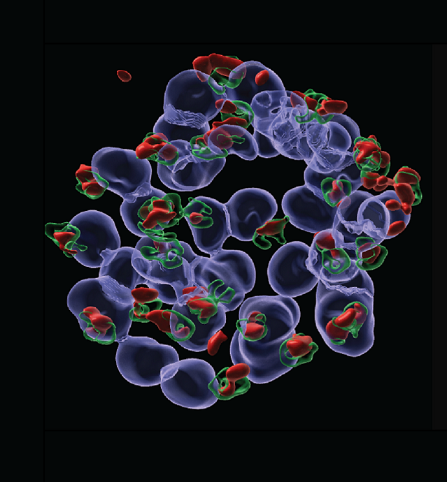 Live Cell Imaging with ZEISS