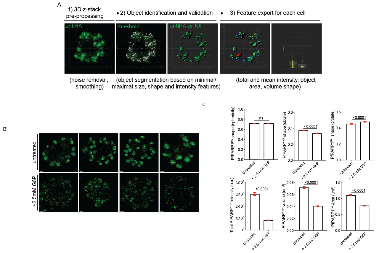 Image segmentation validation for quantitative analysis of malaria invasion organelles