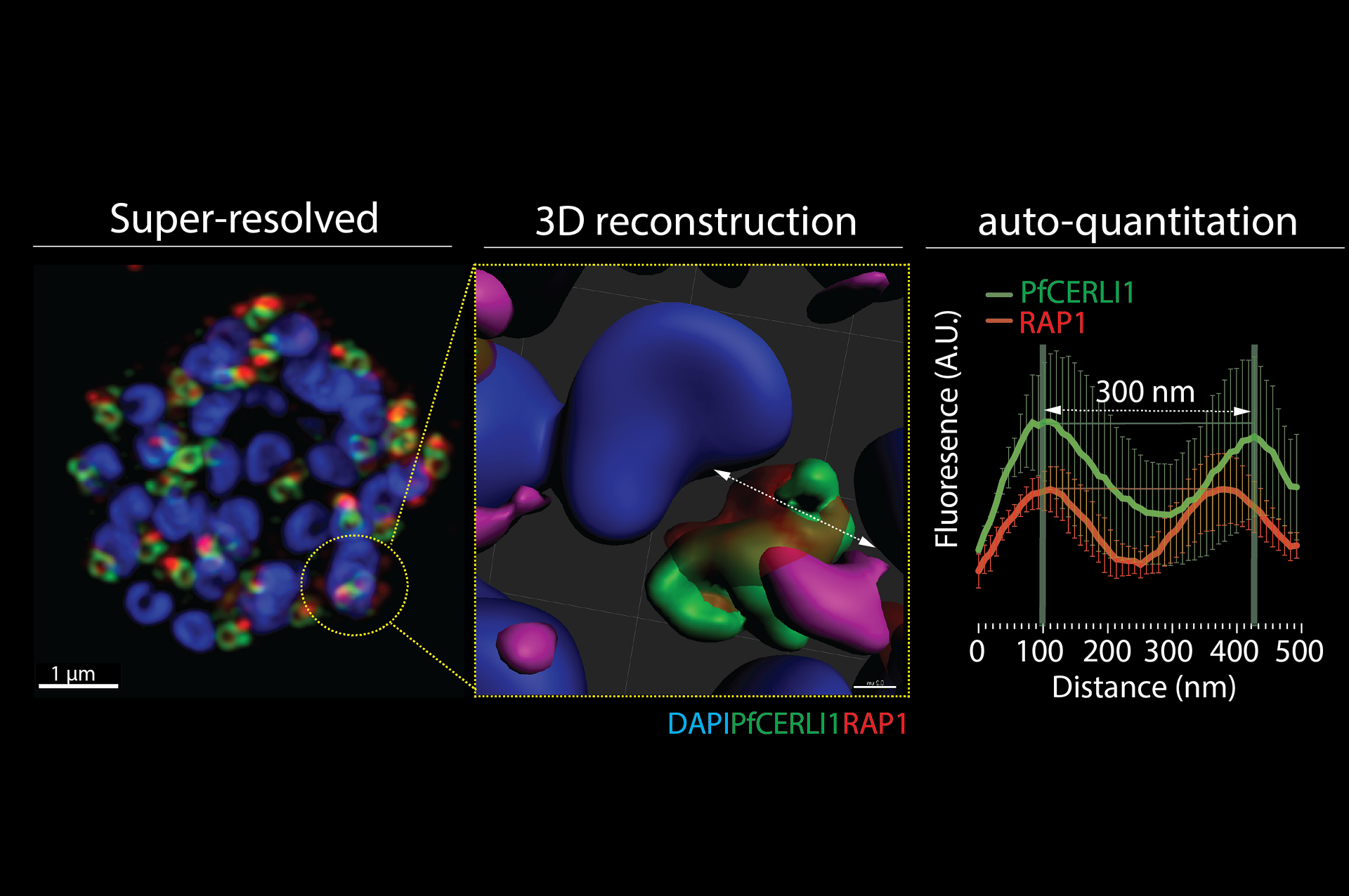 Super-resolved and 3D reconstructed malaria merozoite rhoptries stained with antibodies to RAP1 and PfCERLI1 protein and their respective location/size within the rhoptry organelle. Image acquired with ZEISS confocal microscope with Airyscan.