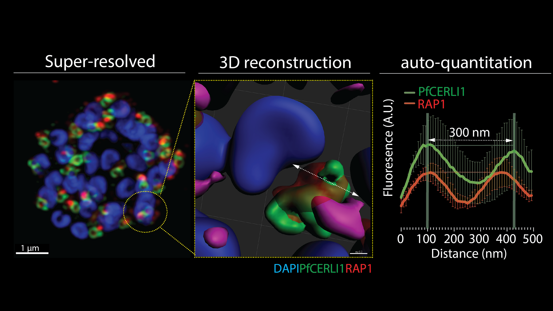 Super-resolved and 3D reconstructed malaria merozoite rhoptries stained with antibodies to RAP1 and PfCERLI1 protein and their respective location/size within the rhoptry organelle. Image acquired with ZEISS confocal microscope with Airyscan.