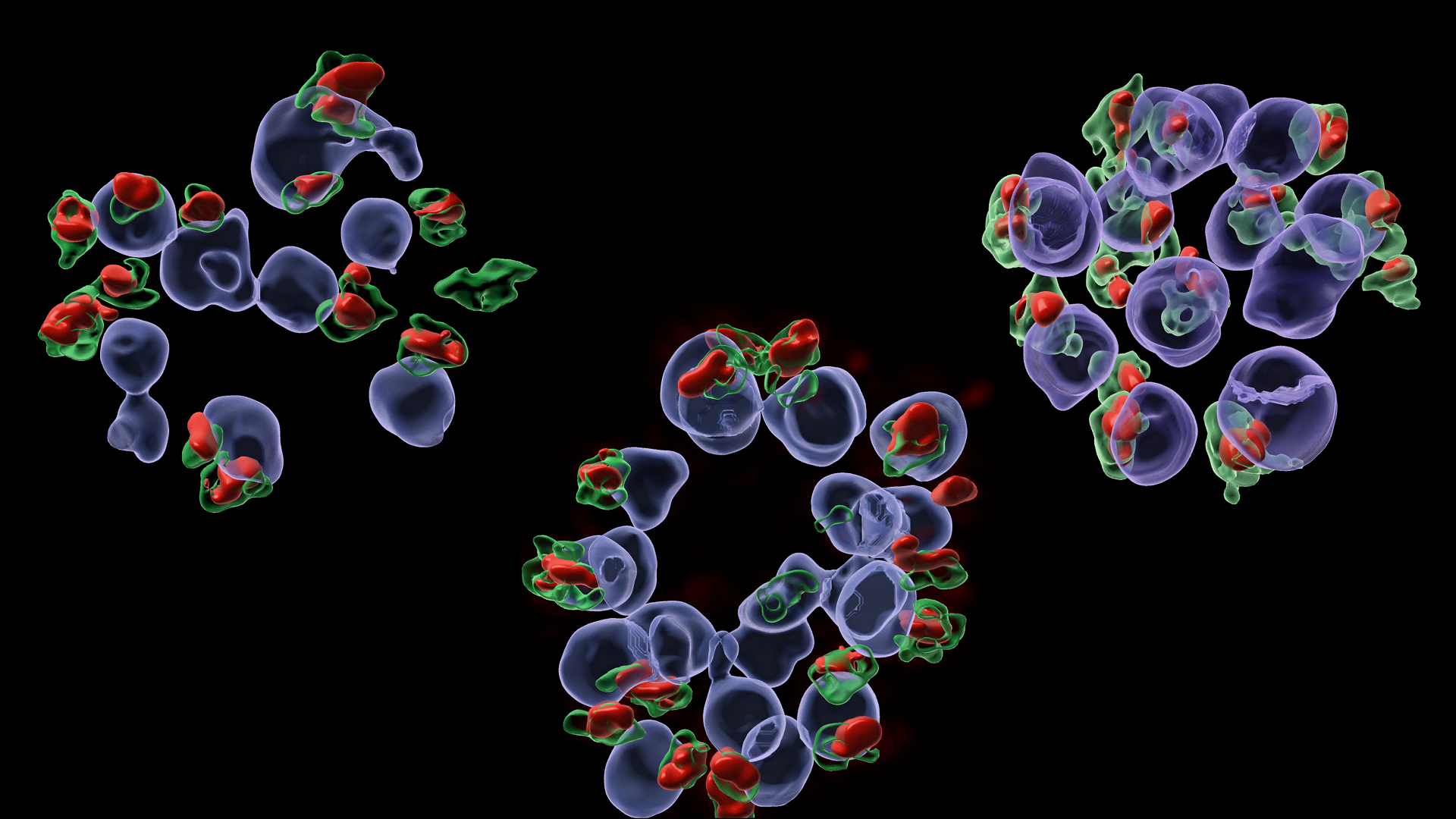 Exploring Malaria Parasite Entry into Red Blood Cells