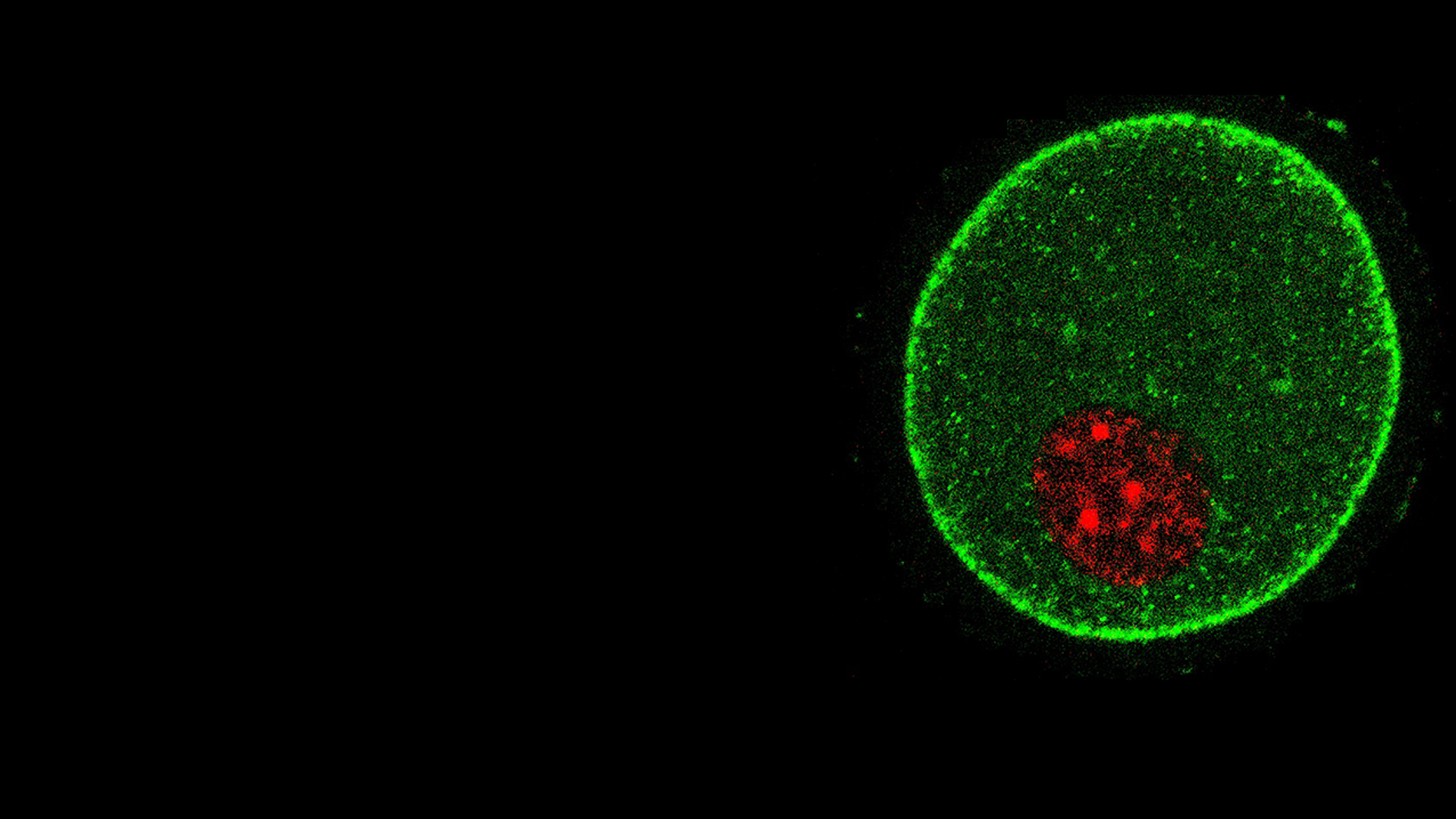 Fading Fertility: Using Confocal Microscopy to Understand Oocyte Quality