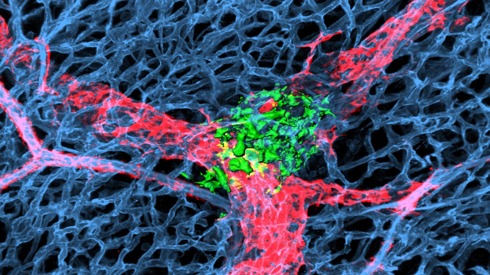Microscopic image of a neural network: blue web-like structures, red branching pathways, and green clustered areas at the center.